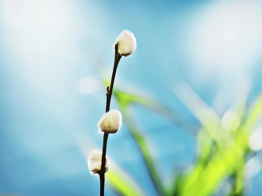 Welcome Spring!