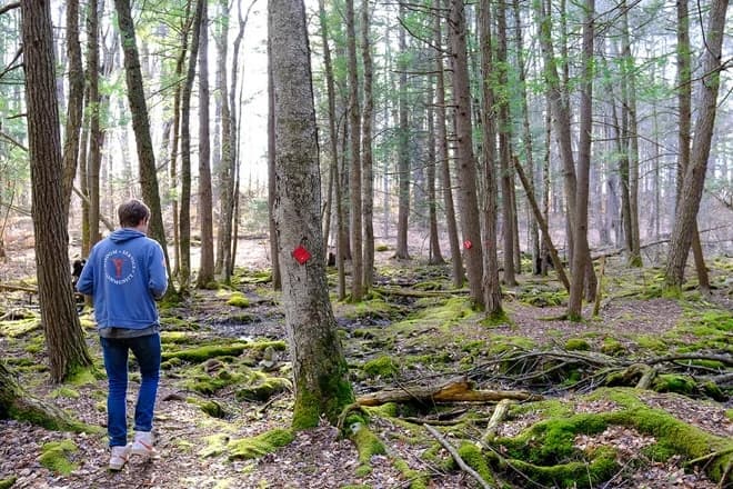 A walker on a mossy forest trail through tall trees on the Institute grounds